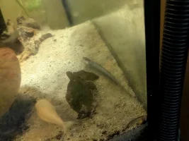 glass knifefish laying on bottom of the tank unable to swim