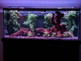 Seeking suggestions for a colorful tank mate(s)