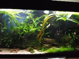 Black Hair algae