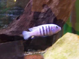 My Fish And Tank