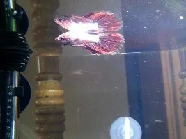Why Did These 3 Fish Die?
