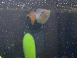 Is my guppy pregnant