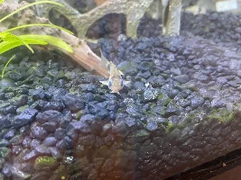Does my Cory have popeye?