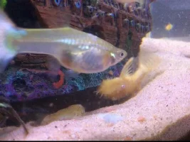 R.I.P Arwen the guppy