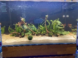 The Adventure Begins - UNS Rimless 20G Planted Tank