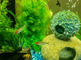 Vote Now - April 2023 Fish of the Month Contest (Tetras)