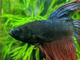 Signs my fish has worms?