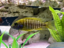 Please Help ID/Sex These New Peacocks