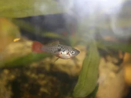 Xiphophorus variatus La laguna ♂...