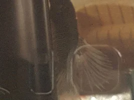 Betta looking so much better :)