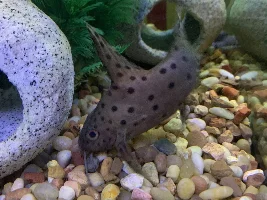 My Synodontis (Eupterus?)