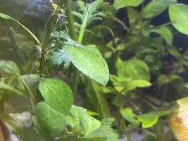 Brown algae