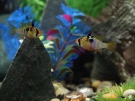 Male Or Femal Blue Rams?