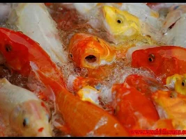 Not My Carps