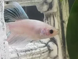 Hello! New member, and new little betta fish! - Could someone help me identify his exact type?