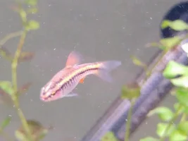 Is My Tank Cycling? Noob To The Hobby - I've Also Read The "re