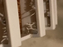 Possible parasites in filter?