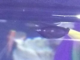 Cycling a new tank