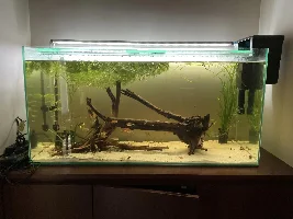 148.6L (39.2 gallon) aquarium journal