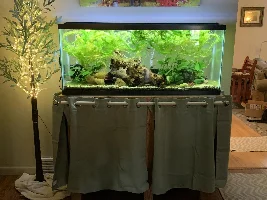 10 Tank's fish and tanks