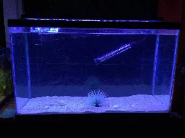 29g Saltwater Nano Tank