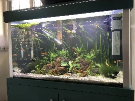 So this happened in my 76G tank