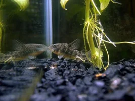More peppered cory pics.