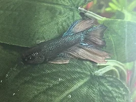 Betta with bent spine