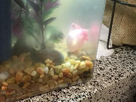 My glofish looks bloated can anyone help?