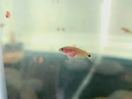 Peacock gudgeon photos