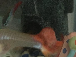 Guppy Tail Problem