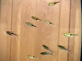 What rasbora special is this?