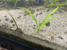 Aquascaper 20g