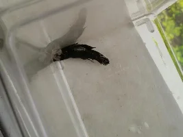 First Look At My Female Bettas!