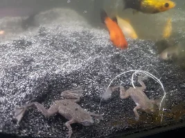 Picked up Free Tank, Free Fish