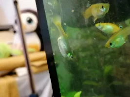Unusually swollen guppy!