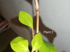 Plant ID help
