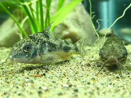 Cories, lots of cories.