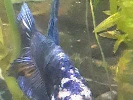 Let's name my Betta!