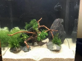 Please comment on my hardscape.....