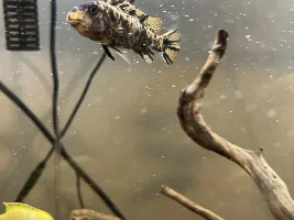 Help id this cichlid