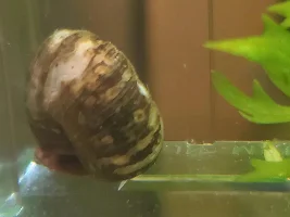 I need to help my snail