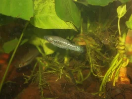 Dwarf molly