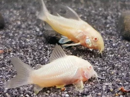 Albino corys