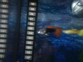 My Fish Tank And Fish