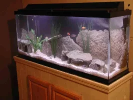 My First African Tank