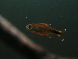 Post Your Favorite Fish Picture!
