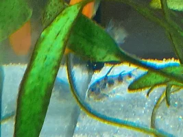 Sick of algae