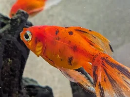 Goldfish with Ich