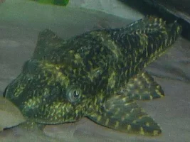 Can You Id This Fish